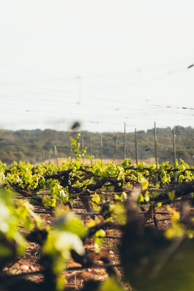 Vinos de Zamora y sus denominaciones de origen