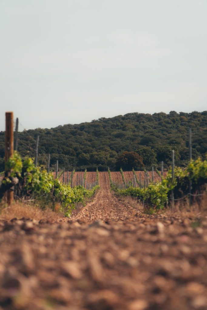 Tipos de vino: clasificación, variedades y estilos
